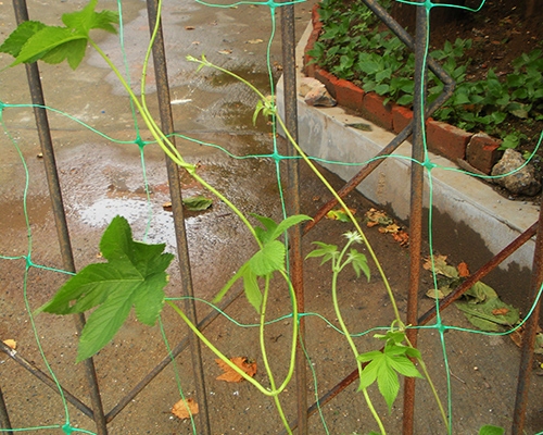 植物爬藤网