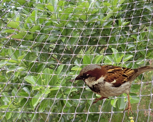 双向拉伸网用作防鸟网可保护防止果实被鸟类啄食